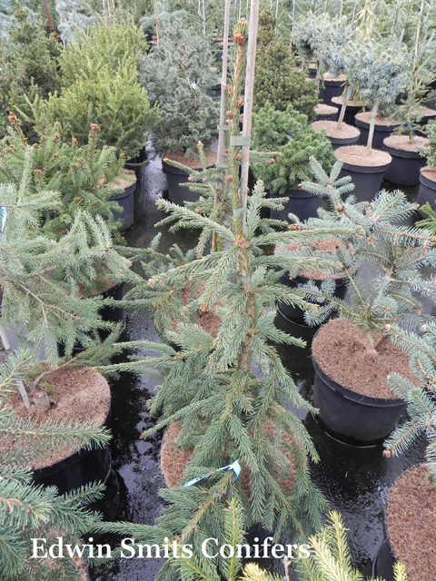 Picea abies 'Hajek Weeping'